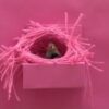 Study finds some birds want pink nests