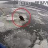 Eagle-eyed NYPD saves stranded bird on icy New York river