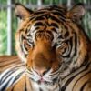 Virus kills dozens of tigers in Thailand park