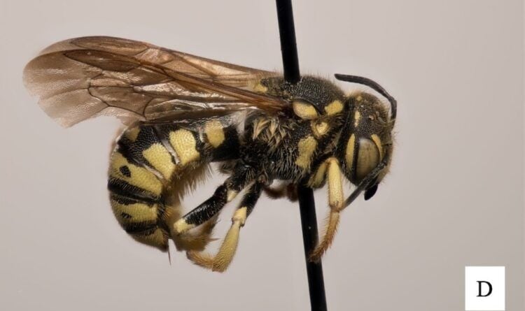 8 bee species found in Washington state for first time by UW researchers