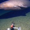Shark spotted deep in Antarctica’s freezing waters for first time