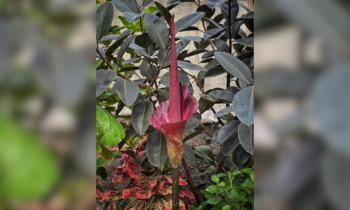 Rancid smelling flower blooming in Manito’s Gaiser Conservatory