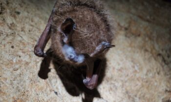White-nose syndrome reported in northern Idaho bats for the first time