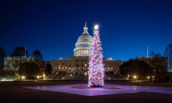 Tree from Idaho will be U.S. Capitol Christmas tree