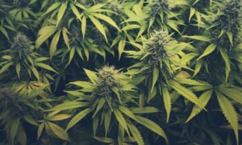 Federal marijuana reclassification brings hope to Spokane dispensaries