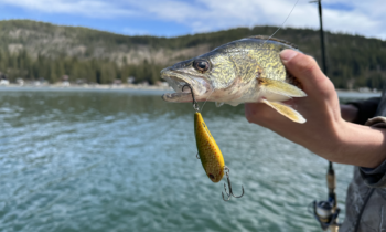 Learn about Lake Pend Oreille fishery operations at upcoming open house