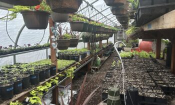 Hayden Meadows Elementary students prepare for annual plant sale