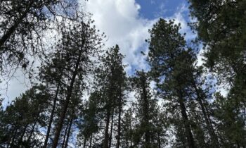 Spokane considers tree preservation incentives for property owners