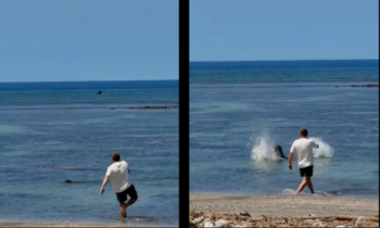US agents arrest tourist after video shows a rock hurled at an endangered Hawaiian monk seal’s head
