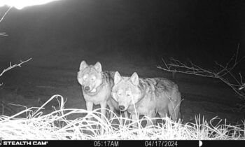 Aggregator Downloaded image for imported item 1601471 | FOX 28 Spokane