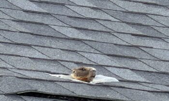 Marmot chews through roof, moves in rent-free and eludes capture