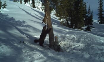 Aggregator Downloaded image for imported item 1602753 | FOX 28 Spokane